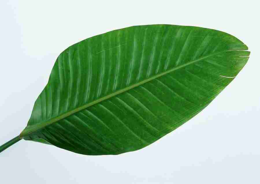 Leaves - Datacraft Sozaijiten  ></a>
<script language=JavaScript> 
  var txt = 