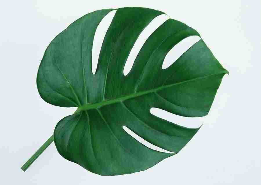 Leaves - Datacraft Sozaijiten  ></a>
<script language=JavaScript> 
  var txt = 