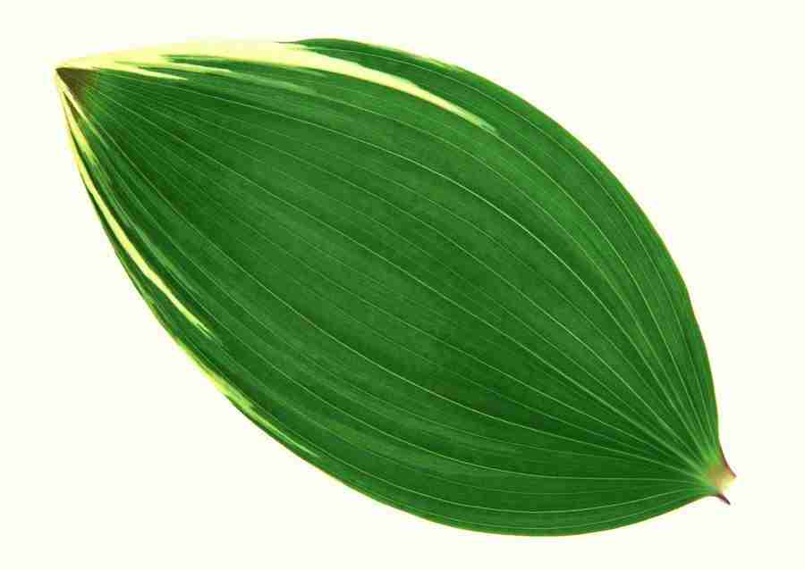 Leaves - Datacraft Sozaijiten  ></a>
<script language=JavaScript> 
  var txt = 