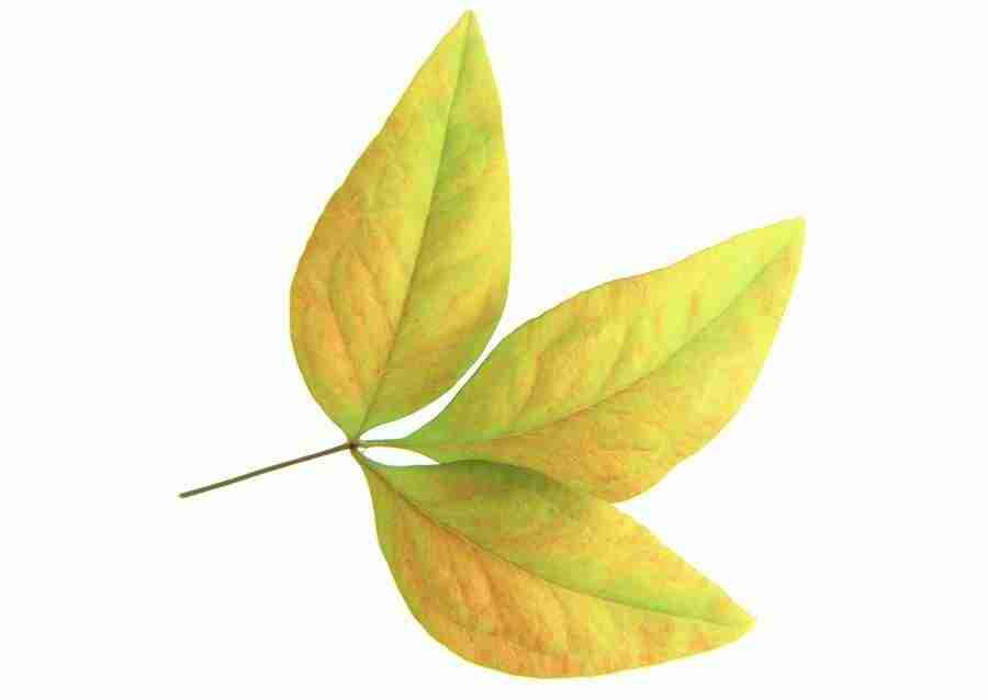 Leaves - Datacraft Sozaijiten  ></a>
<script language=JavaScript> 
  var txt = 