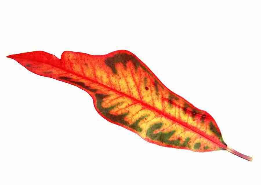 Leaves - Datacraft Sozaijiten  ></a>
<script language=JavaScript> 
  var txt = 