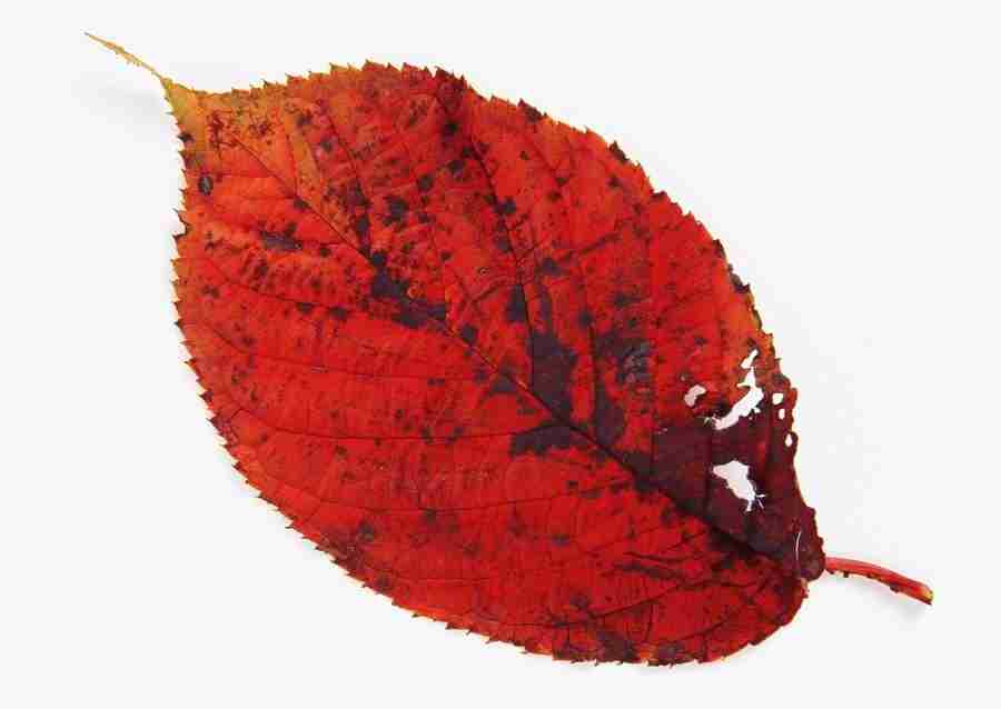 Leaves - Datacraft Sozaijiten  ></a>
<script language=JavaScript> 
  var txt = 