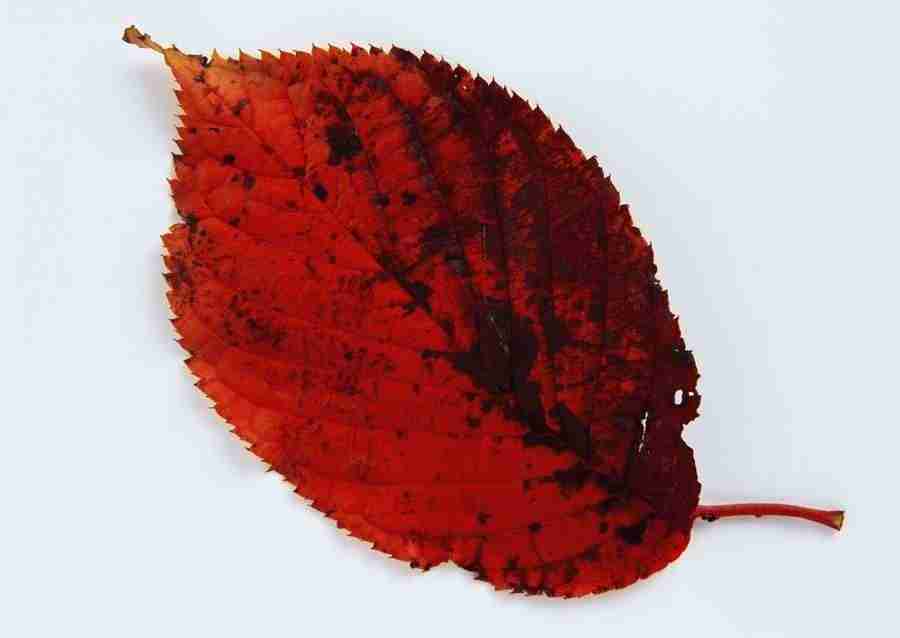 Leaves - Datacraft Sozaijiten  ></a>
<script language=JavaScript> 
  var txt = 