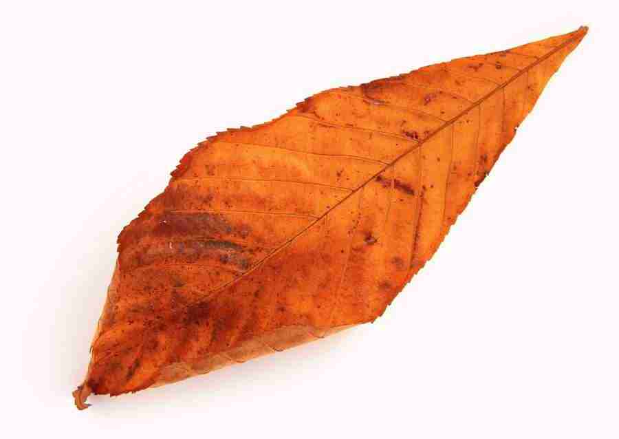 Leaves - Datacraft Sozaijiten  ></a>
<script language=JavaScript> 
  var txt = 