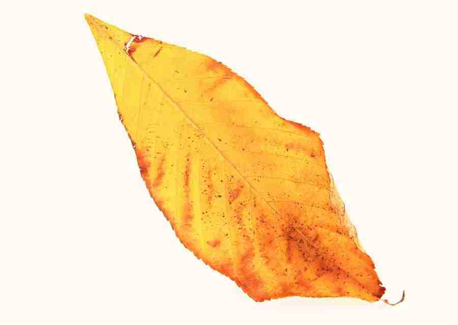 Leaves - Datacraft Sozaijiten  ></a>
<script language=JavaScript> 
  var txt = 