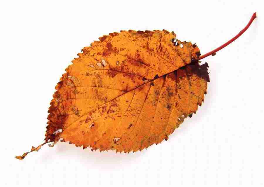 Leaves - Datacraft Sozaijiten  ></a>
<script language=JavaScript> 
  var txt = 