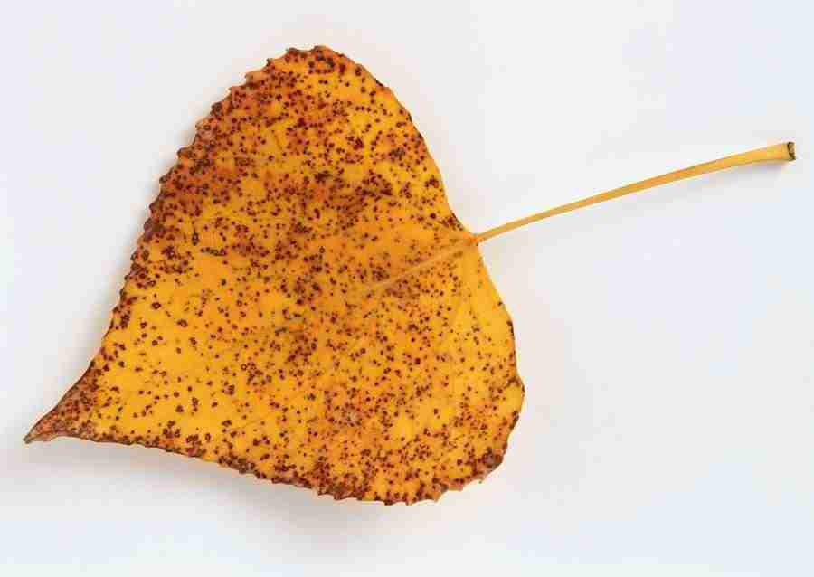 Leaves - Datacraft Sozaijiten  ></a>
<script language=JavaScript> 
  var txt = 