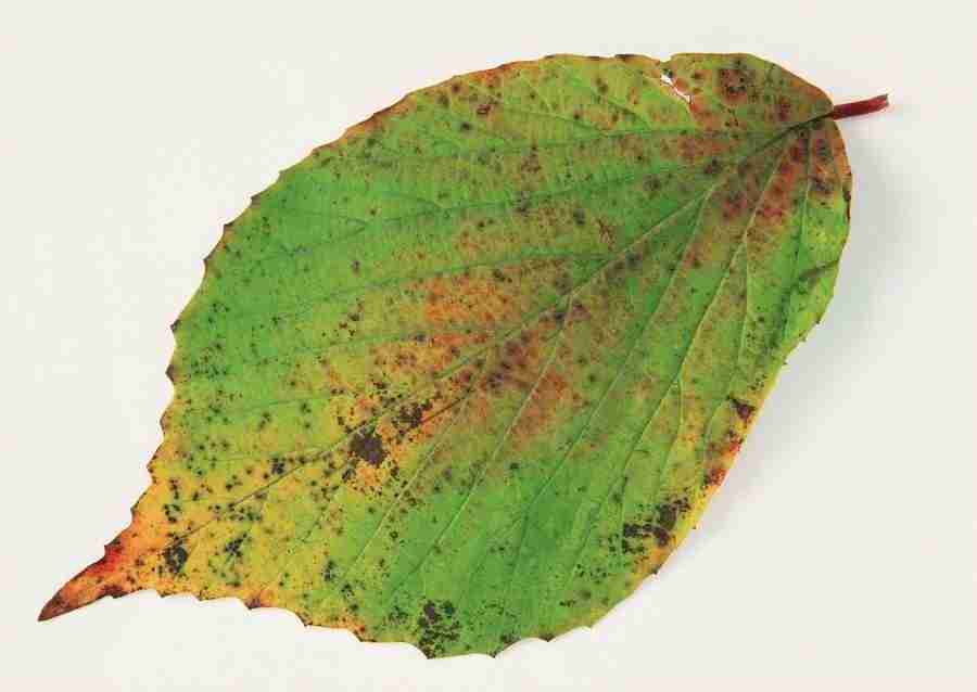 Leaves - Datacraft Sozaijiten  ></a>
<script language=JavaScript> 
  var txt = 