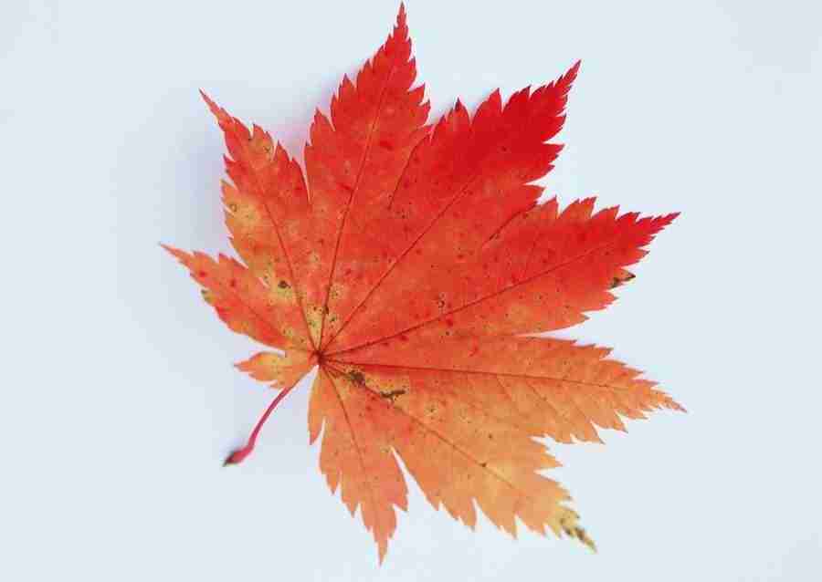 Leaves - Datacraft Sozaijiten  ></a>
<script language=JavaScript> 
  var txt = 