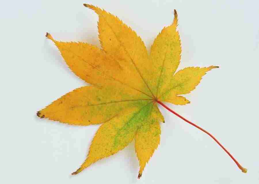 Leaves - Datacraft Sozaijiten  ></a>
<script language=JavaScript> 
  var txt = 