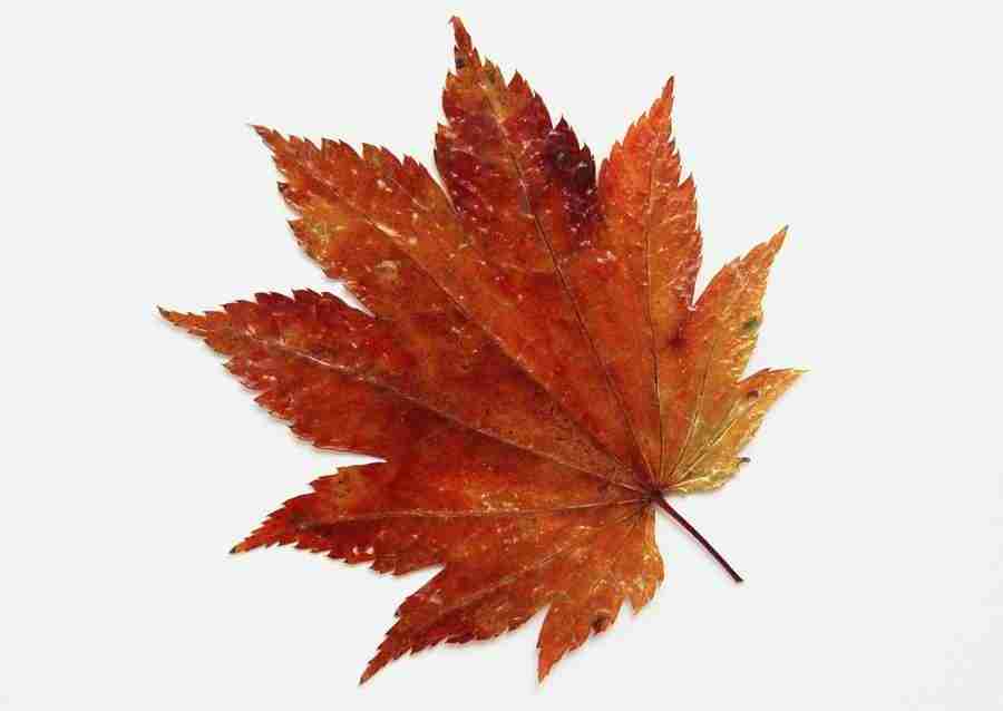 Leaves - Datacraft Sozaijiten  ></a>
<script language=JavaScript> 
  var txt = 