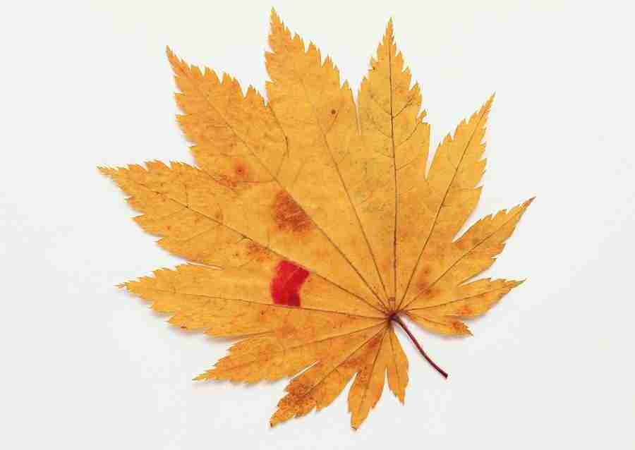 Leaves - Datacraft Sozaijiten  ></a>
<script language=JavaScript> 
  var txt = 