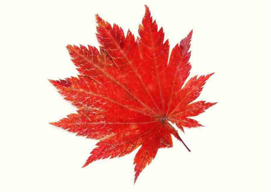 Leaves - Datacraft Sozaijiten  ></a>
<script language=JavaScript> 
  var txt = 