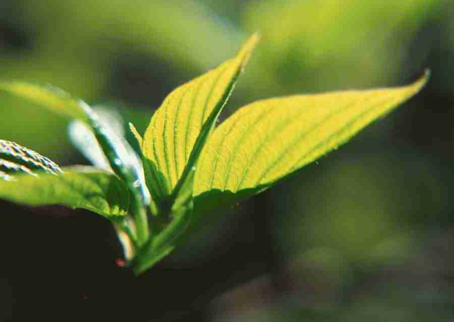 Leaves - Datacraft Sozaijiten  ></a>
<script language=JavaScript> 
  var txt = 