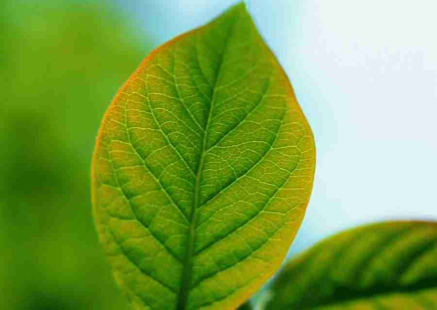 Leaves - Datacraft Sozaijiten  ></a>
<script language=JavaScript> 
  var txt = 