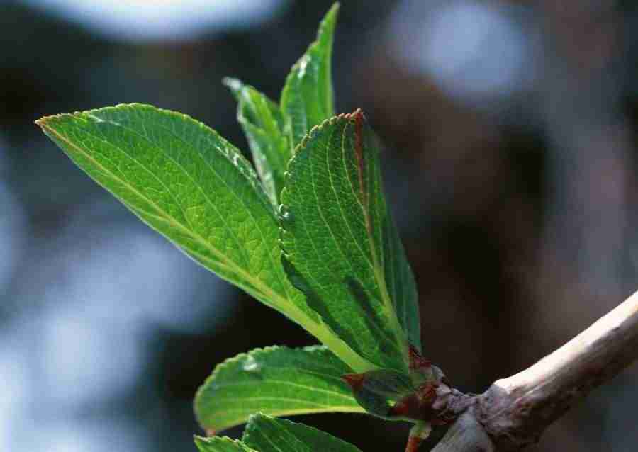 Leaves - Datacraft Sozaijiten  ></a>
<script language=JavaScript> 
  var txt = 