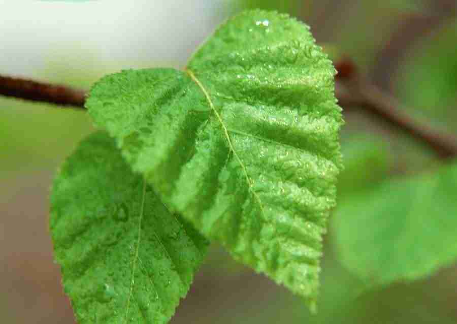 Leaves - Datacraft Sozaijiten  ></a>
<script language=JavaScript> 
  var txt = 