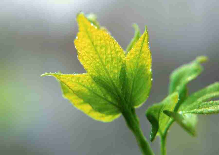 Leaves - Datacraft Sozaijiten  ></a>
<script language=JavaScript> 
  var txt = 