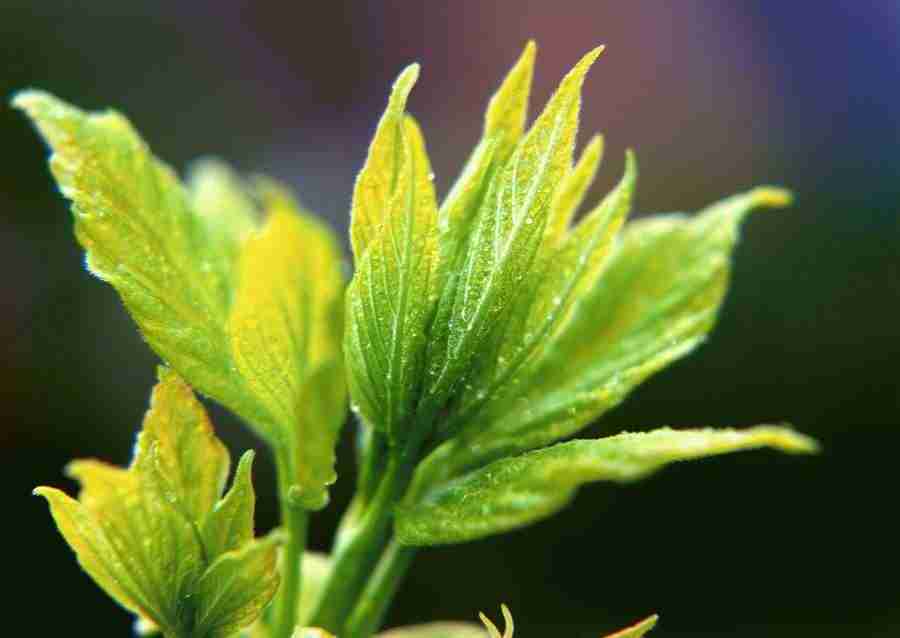 Leaves - Datacraft Sozaijiten  ></a>
<script language=JavaScript> 
  var txt = 