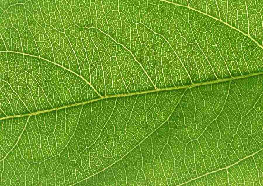 Leaves - Datacraft Sozaijiten  ></a>
<script language=JavaScript> 
  var txt = 