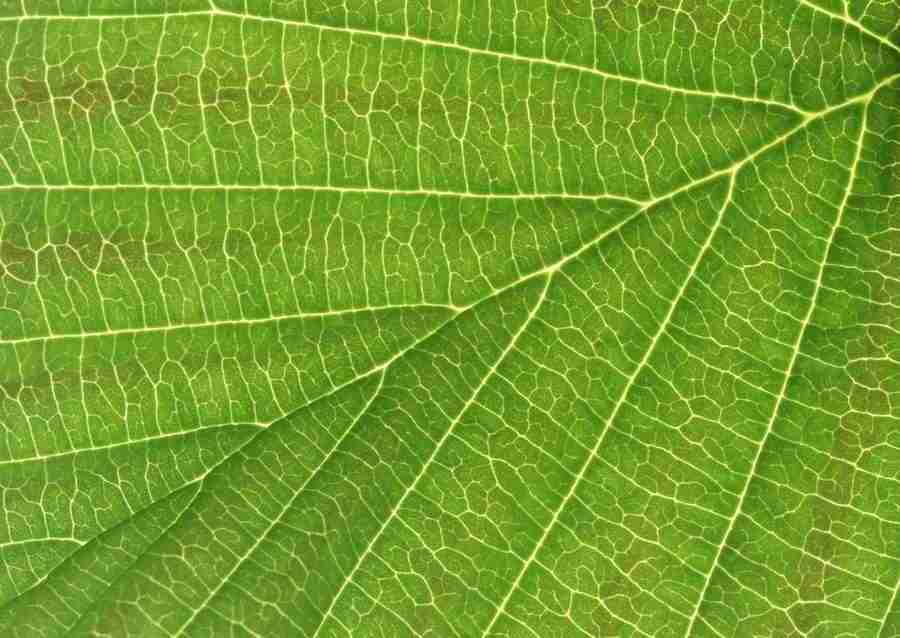 Leaves - Datacraft Sozaijiten  ></a>
<script language=JavaScript> 
  var txt = 