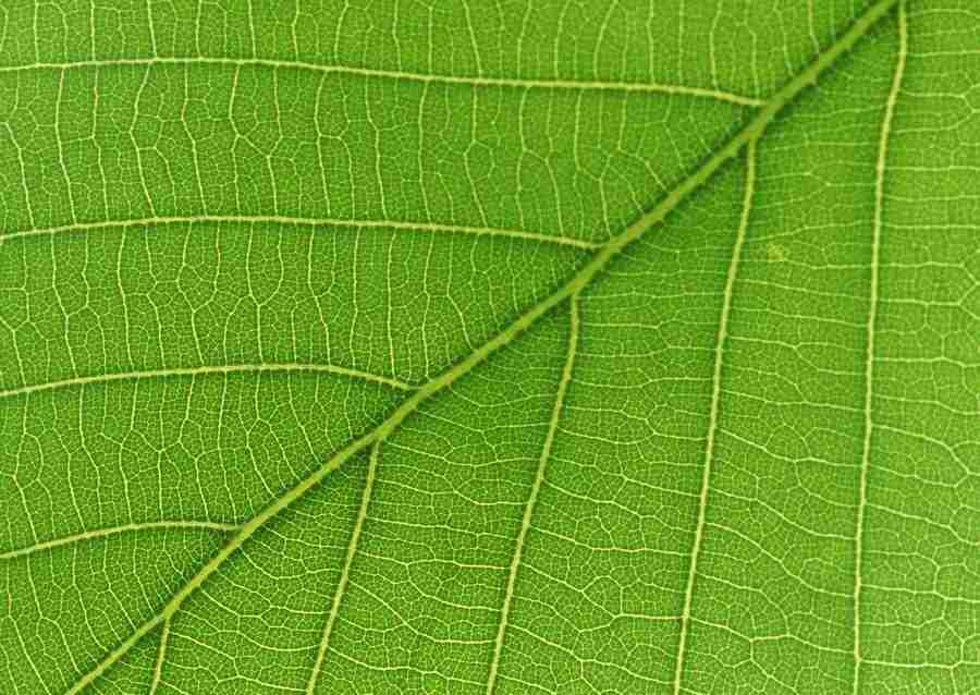 Leaves - Datacraft Sozaijiten  ></a>
<script language=JavaScript> 
  var txt = 