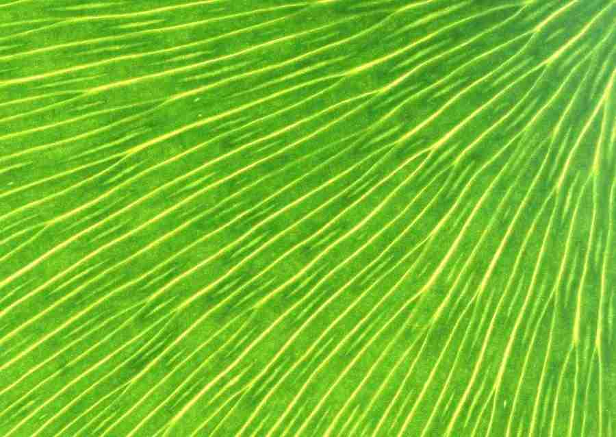 Leaves - Datacraft Sozaijiten  ></a>
<script language=JavaScript> 
  var txt = 