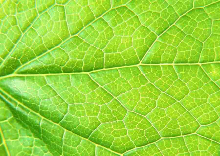 Leaves - Datacraft Sozaijiten  ></a>
<script language=JavaScript> 
  var txt = 