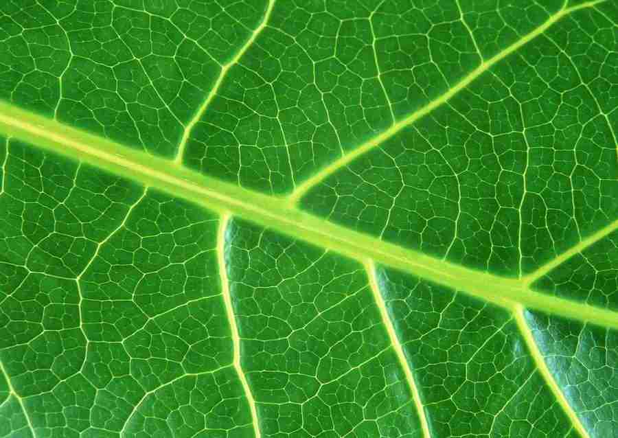 Leaves - Datacraft Sozaijiten  ></a>
<script language=JavaScript> 
  var txt = 