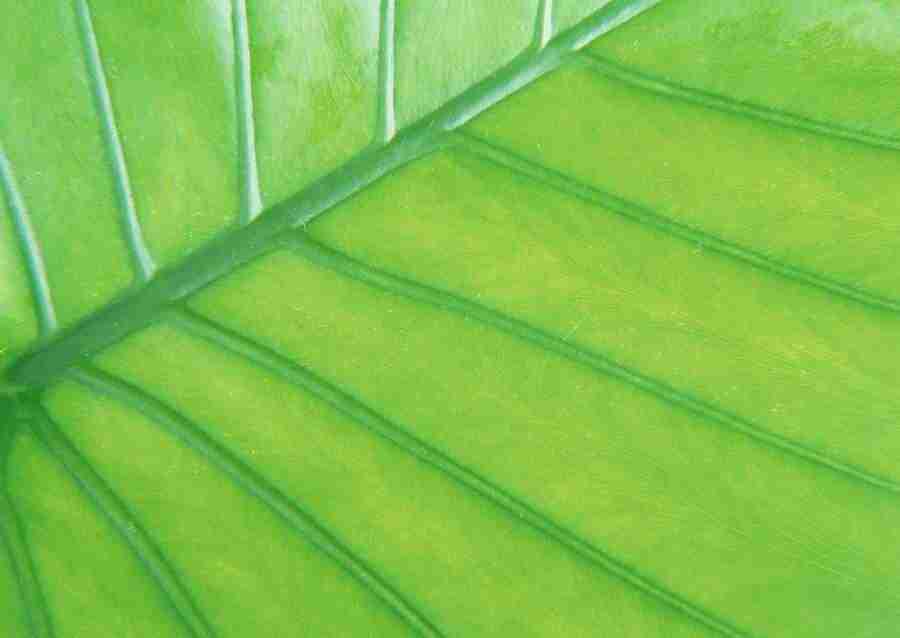 Leaves - Datacraft Sozaijiten  ></a>
<script language=JavaScript> 
  var txt = 