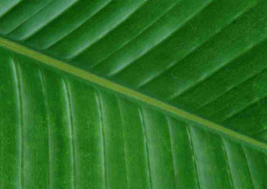 Leaves - Datacraft Sozaijiten  ></a>
<script language=JavaScript> 
  var txt = 