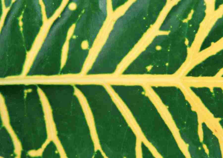 Leaves - Datacraft Sozaijiten  ></a>
<script language=JavaScript> 
  var txt = 