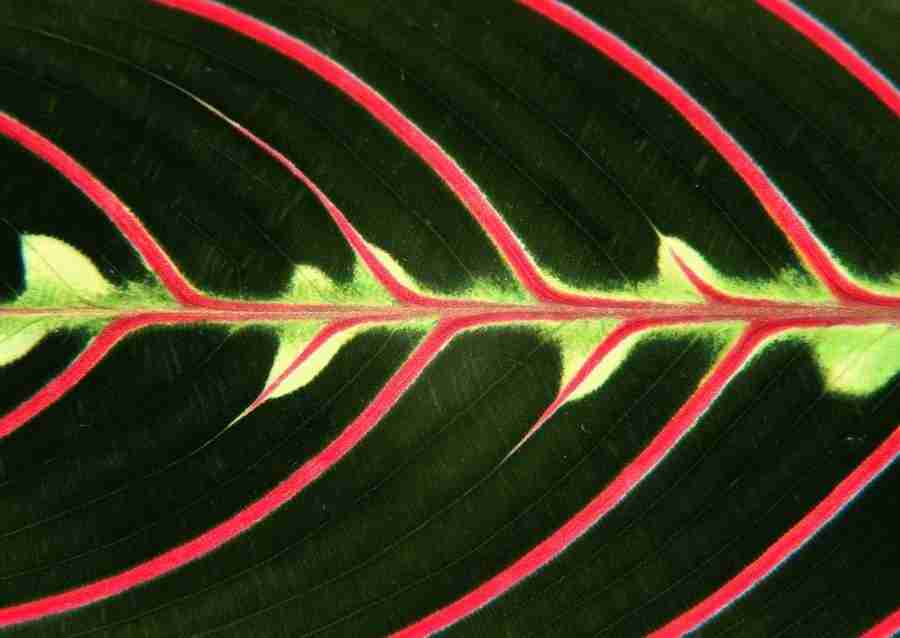 Leaves - Datacraft Sozaijiten  ></a>
<script language=JavaScript> 
  var txt = 