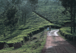 Datacraft Sozaijiten : Landscapes Featuring Roads 