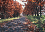 Datacraft Sozaijiten : Landscapes Featuring Roads 