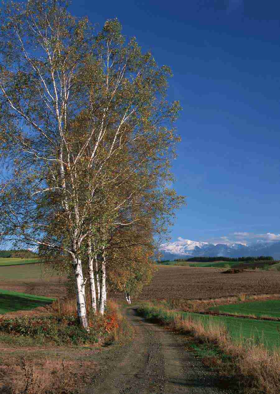 Landscapes Featuring Roads - Datacraft Sozaijiten  ></a>
<script language=JavaScript> 
  var txt = 