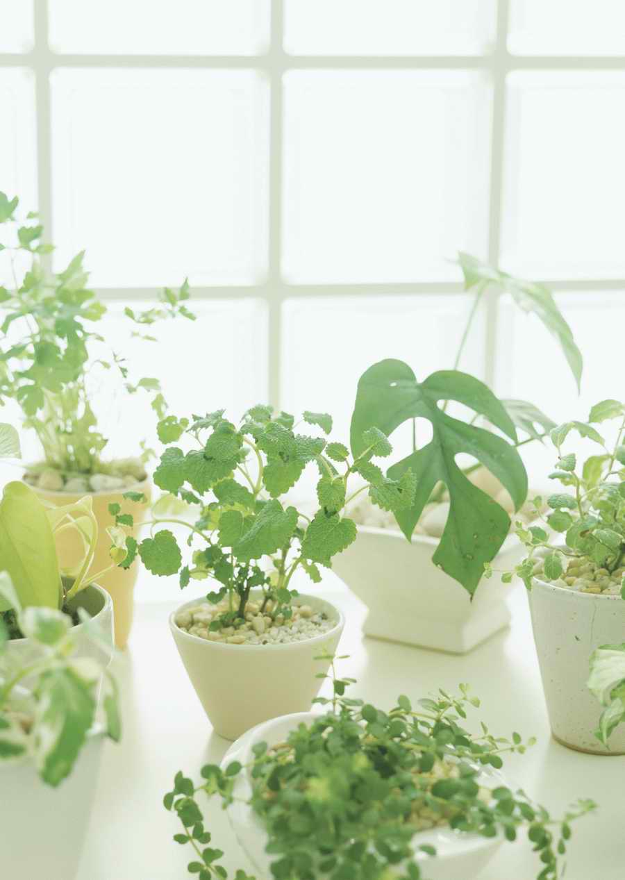 Living Space and Small Interior Items - Datacraft Sozaijiten  ></a>
<script language=JavaScript> 
  var txt = 