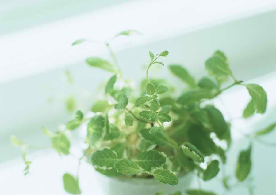 Living Space and Small Interior Items - Datacraft Sozaijiten  ></a>
<script language=JavaScript> 
  var txt = 