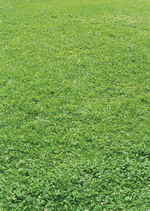 Datacraft Sozaijiten : Leisure Time in the Meadow 