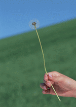 Datacraft Sozaijiten : Leisure Time in the Meadow 