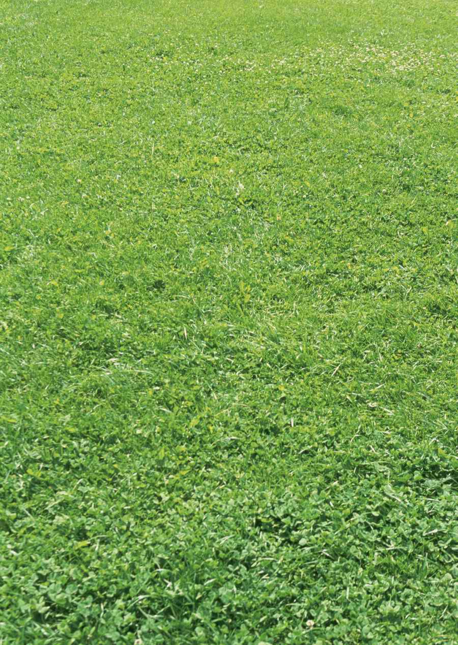 Leisure Time in the Meadow - Datacraft Sozaijiten  ></a>
<script language=JavaScript> 
  var txt = 