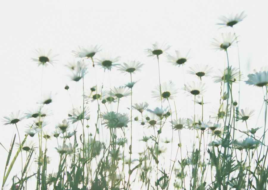 Leisure Time in the Meadow - Datacraft Sozaijiten  ></a>
<script language=JavaScript> 
  var txt = 