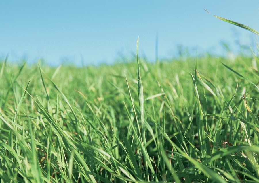 Leisure Time in the Meadow - Datacraft Sozaijiten  ></a>
<script language=JavaScript> 
  var txt = 