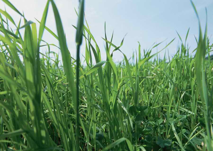 Leisure Time in the Meadow - Datacraft Sozaijiten  ></a>
<script language=JavaScript> 
  var txt = 