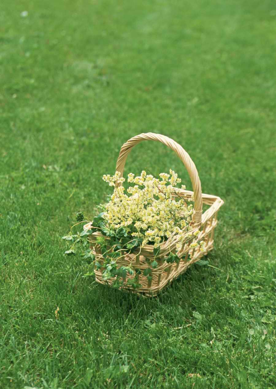 Leisure Time in the Meadow - Datacraft Sozaijiten  ></a>
<script language=JavaScript> 
  var txt = 