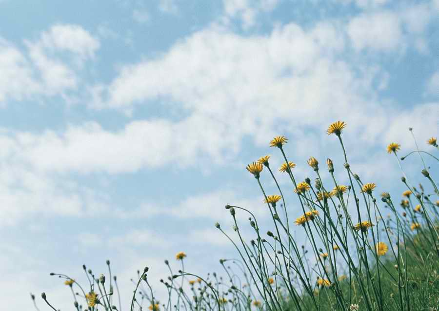 Leisure Time in the Meadow - Datacraft Sozaijiten  ></a>
<script language=JavaScript> 
  var txt = 