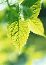 Datacraft Sozaijiten : New Foliage 