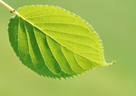 Datacraft Sozaijiten : New Foliage 