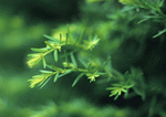 Datacraft Sozaijiten : New Foliage 