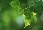 Datacraft Sozaijiten : New Foliage 